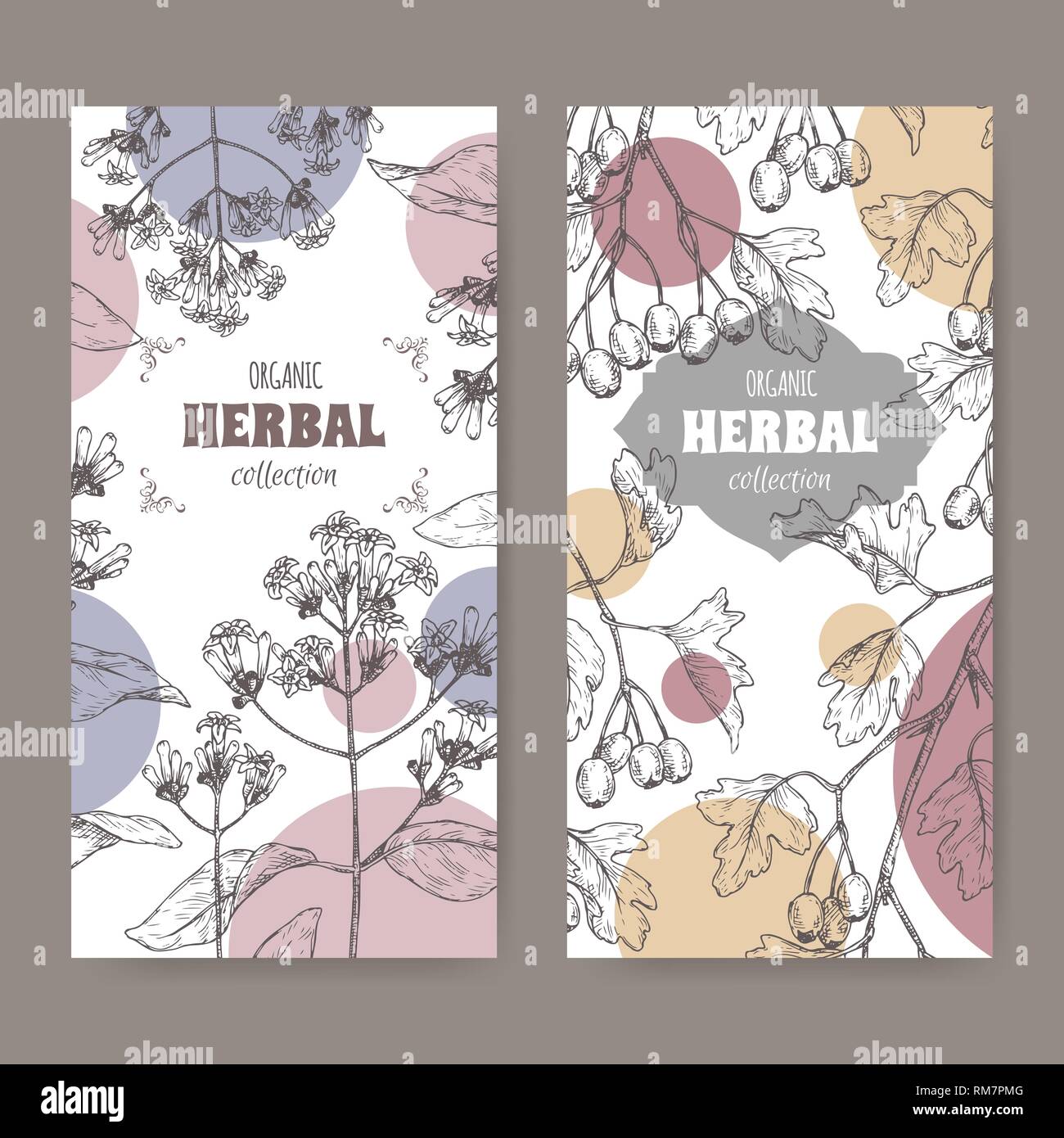 Two labels with Cinchona officinalis aka quinine or Jesuit bark and Crataegus monogyna aka common hawthorn sketch. Stock Vector