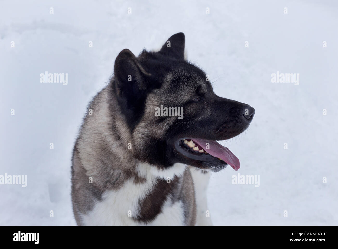 Cute american akita is standing on a white snow. Great japanese dog. Pet animals. Purebred dog. Stock Photo