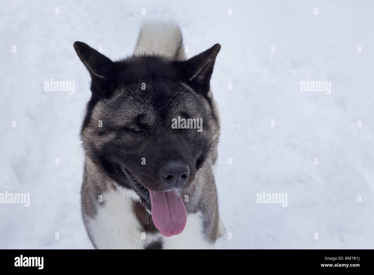 Cute american akita with lolling tongue is standing on a white snow. Great japanese dog. Pet animals. Purebred dog. Stock Photo