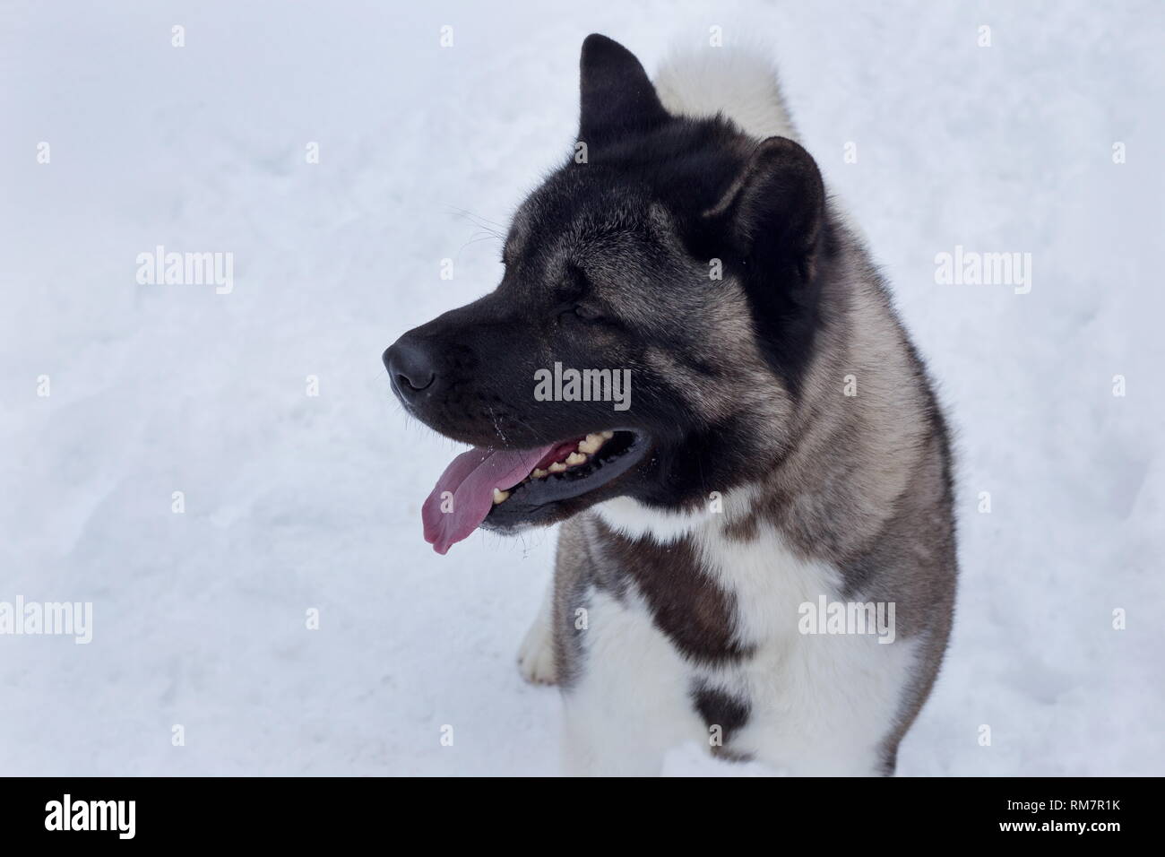 Cute american akita is standing on a white snow. Close up. Great japanese dog. Pet animals. Purebred dog. Stock Photo