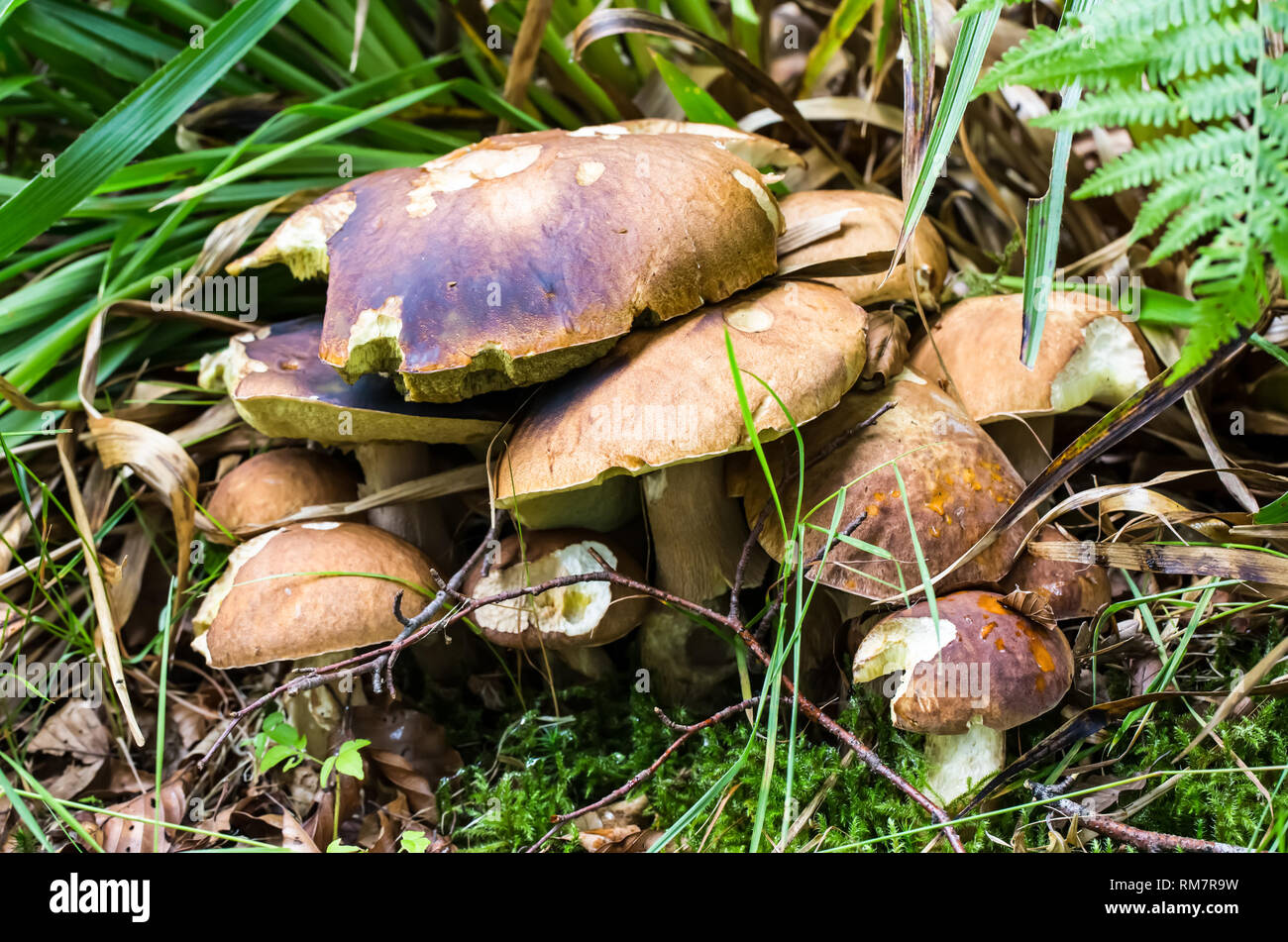 a bunch of edible mushrooms in the grass in the forest. Stock Photo