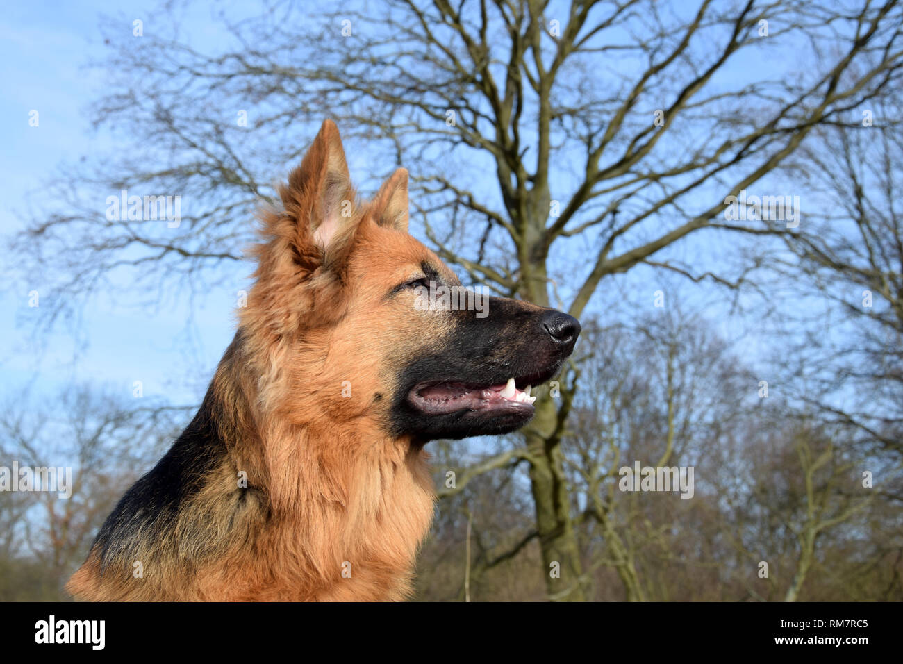 German Shepherd Dog Dangerous High Resolution Stock Photography And Images Alamy