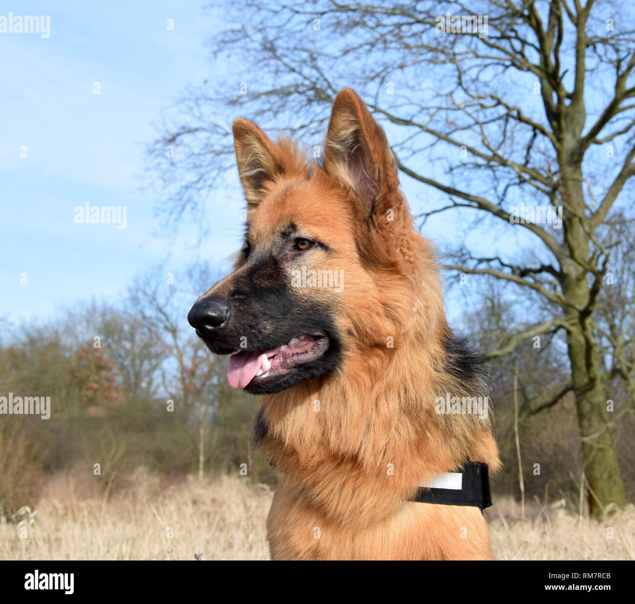 German Shepherd Dog Dangerous High Resolution Stock Photography And Images Alamy