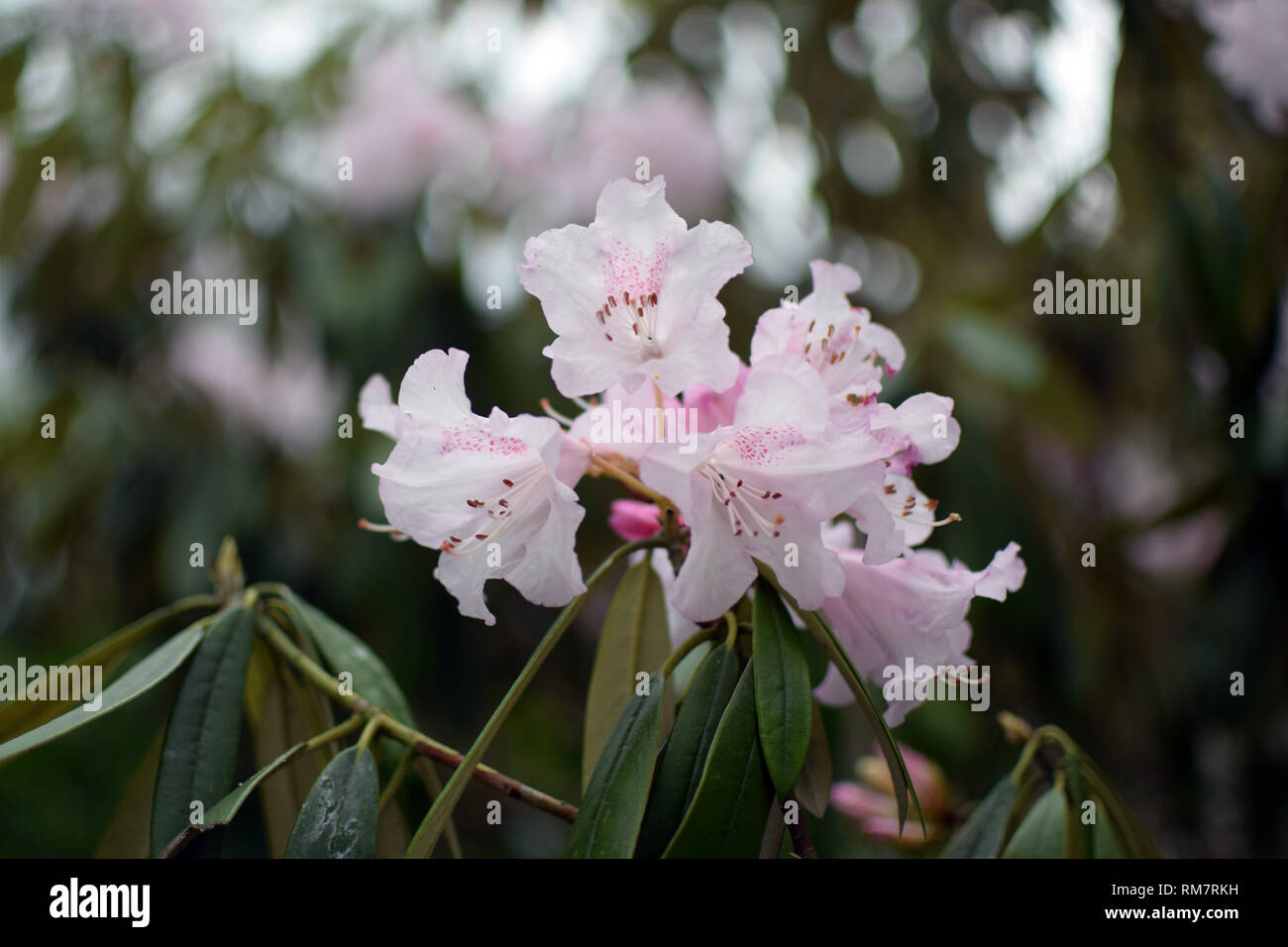 'Rhododendron Simona'. White flowers close up. Stock Photo