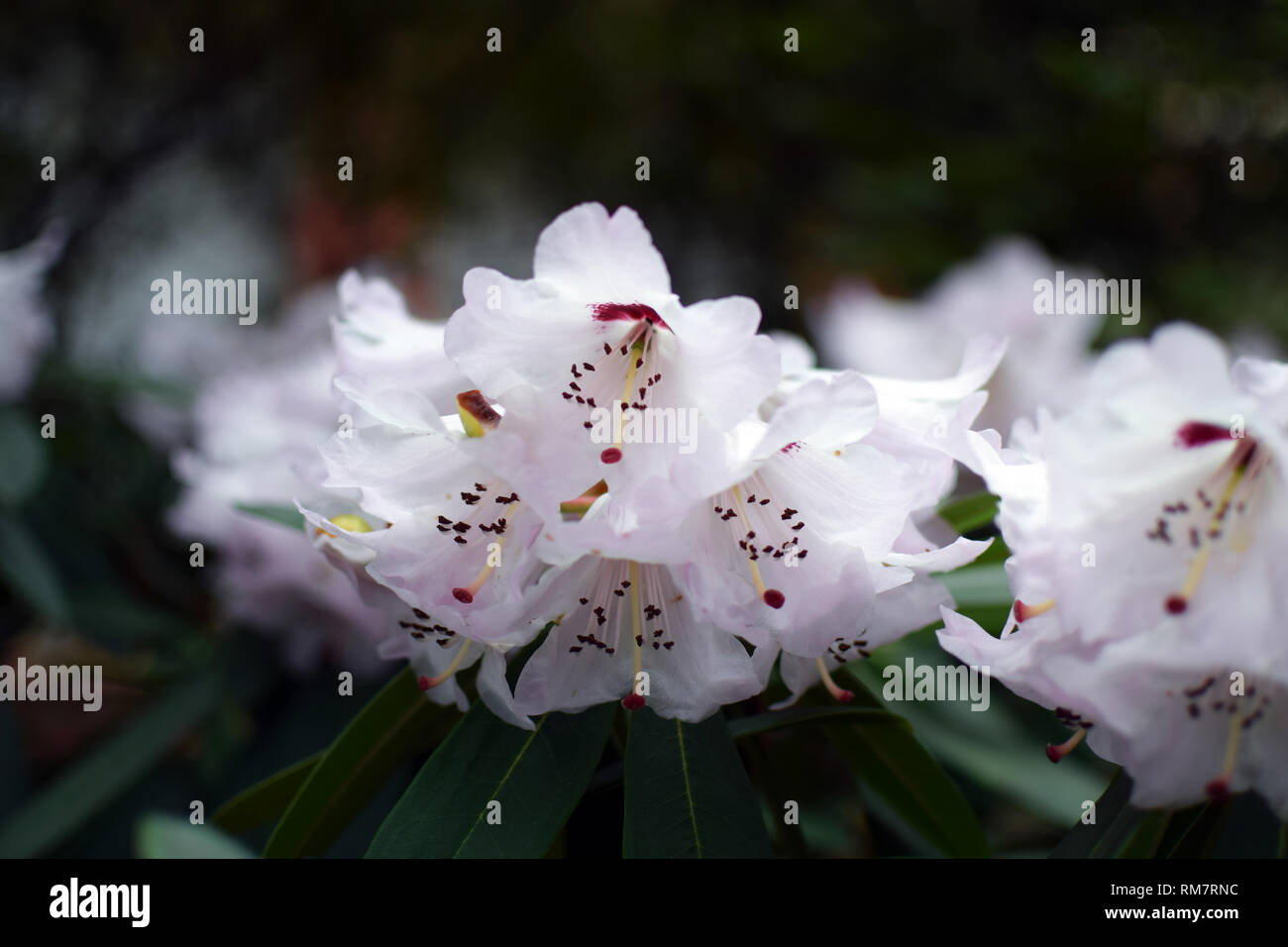 'Rhododendron Simona'. White flowers close up. Stock Photo