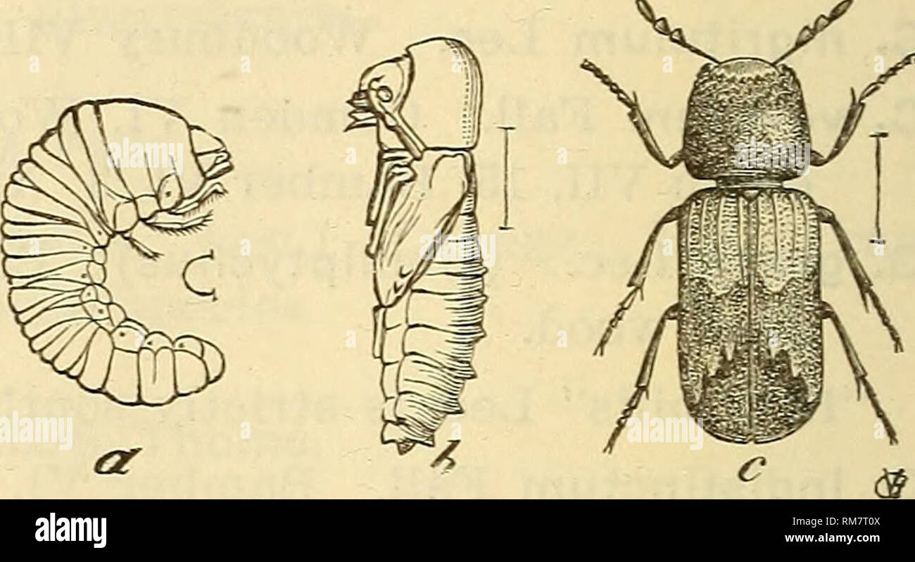 . Annual report, including a report of the insects of New Jersey, 1909. 3o8 REPORT OF NEW JERSEY STATE MUSEUM. ENDECATOMUS Mell. E. reticulatus Hbst. G. d. (Bf, Li); in fungus under bark; not rare. The record of &quot;E. rugosus&quot; Rand, is an error. SINOXYLON Duft. S. basiiare Say. Ft. Lee (Bt); Orange Mts. VI, at light (div); Woodbury VII (div); Camden VI, Peermont VI (Brn); g. d. (YV); boring in dead twigs. S. bidentatum Horn. Hopatcong (Pm); Orange Mts. (Bf); Cam- den VI, 18 (Brn).. Fig. 122.—Sitioxylon basiiare: a, larva; bj pupa; c, adult; enlarged. AMPHICERUS Lee. bicaudatus Say. The Stock Photo