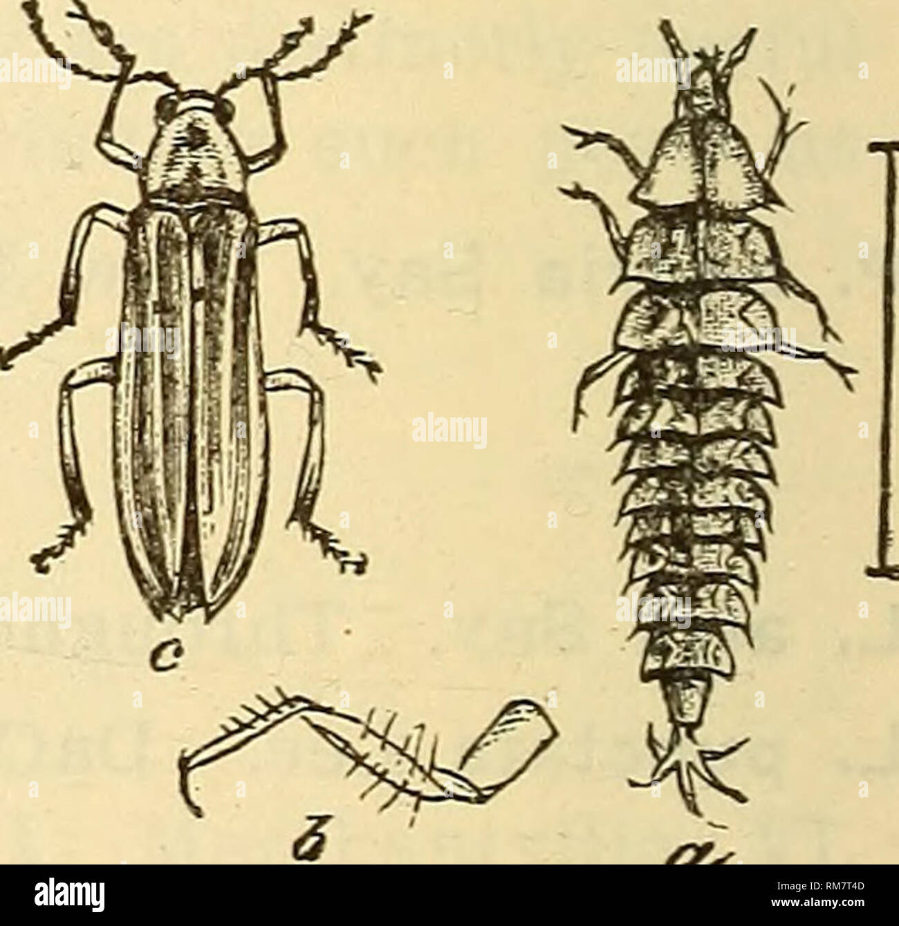 . Annual report, including a report of the insects of New Jersey, 1909. P. consanguineus Lee. son Co. (LI); Orange Mts. and Newark Dist. (div); Anglesea (W) d. (Li). P. lineellus Lee. Orange (Ch); Atco (Li); rare. P. pyralis Linn. Piedmont plain and northward, in June; a moderate-sized species with quite a bright light. P. marginellus Lee. Throughout the State VI, VII; locally the most common form.; flies low and has a yellow light. The female is half- winged and does not fly. P. scintillans Say. Throughout the State, usually the most common form; flies VI, lingers until VIII; habits and light Stock Photo