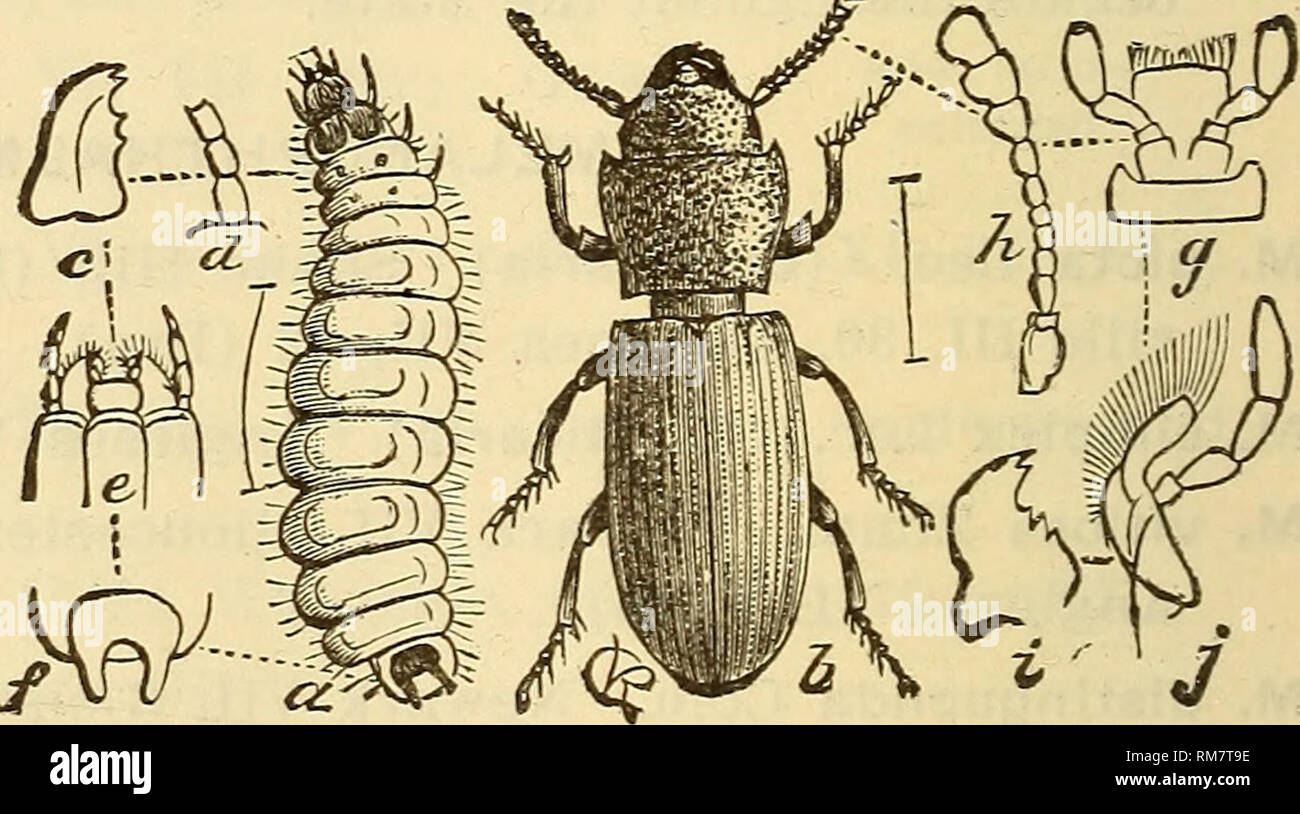 . Annual report, including a report of the insects of New Jersey, 1909. 276 REPORT OF NEW JERvSEY STATE MUSEUM. Family TROGOSITIDtE. Usually oblong, flat species, the prothorax as wide as the thorax and often well separated from it. Generally they live under bark, but a few live in granaries, where they sometimes become rather numerous, and more rarely specimens are found on fungus. Some of them are predatory or semi-parasitic in the larval stage, and very few are at all injurious. THYMALUS Duft. T. fulgidus Er. Throughout the State V, VI. Looks like a bronze lady- bird beetle and is usually f Stock Photo