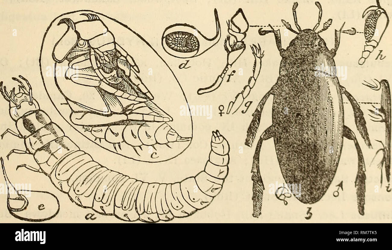 Atlas de poche des insectes de france utiles ou nuisibles suivi dune etude densemble sur les insectes classic reprint