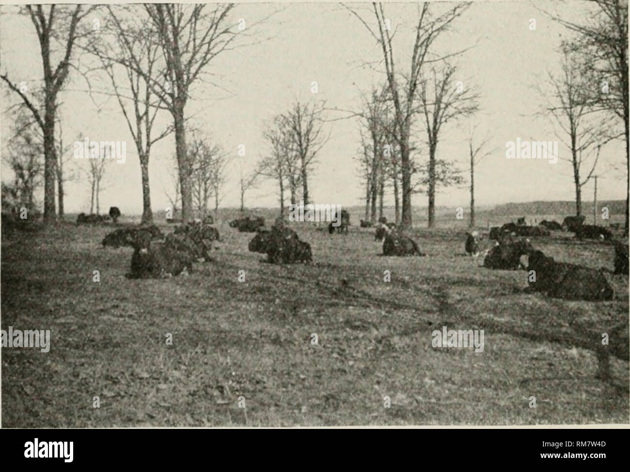 Before calving hires stock photography and images Alamy