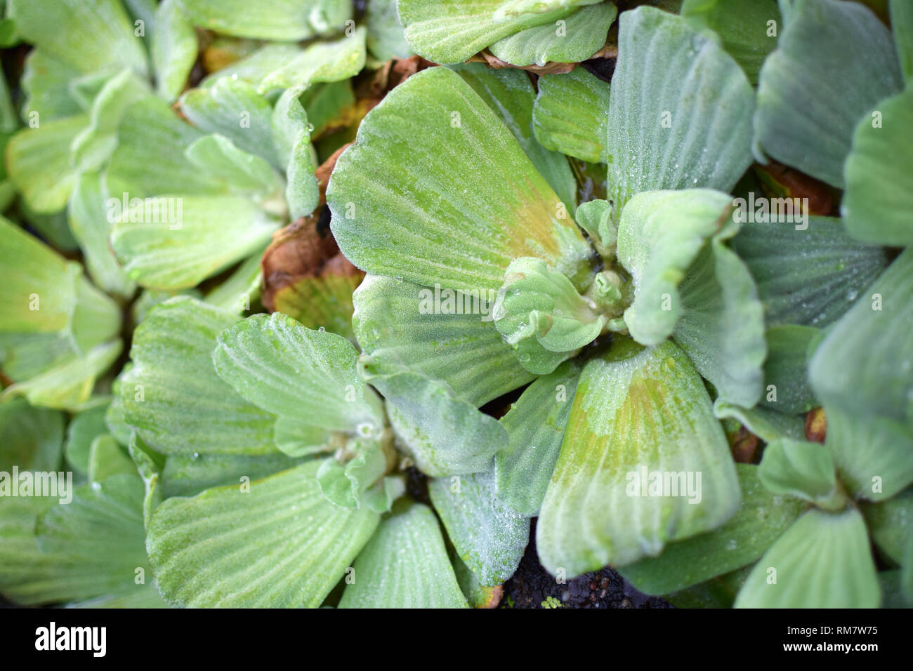 'Pistia stratiotes' - water cabbage, lettuce. Aquatic floating plant. Stock Photo