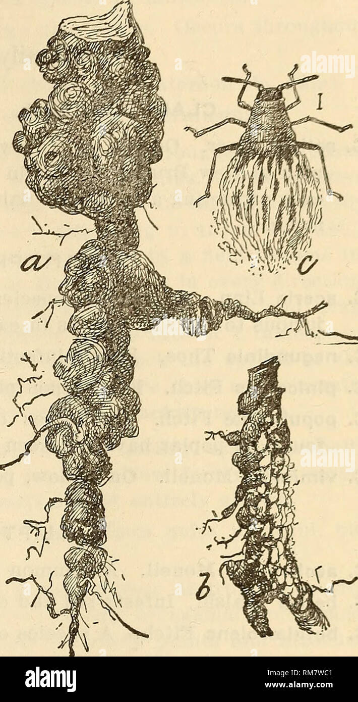 . Annual report, including a report of the insects of New Jersey, 1909. THE INiSECTS OF NEW JERSEY. 115 Sub-family Schizoneurin^. COLOPHA Monell. C. ulmlcola Fitch. Makes the well- known cockscomb gall on elm; locally and seasonally common throughout the State. S. SCHIZONEURA Hartig. corni Fabr. A woolly louse on various species of dogwood, but also found on a variety of grasses and other plants. S. lanigera Hausm. The &quot;woolly apple-louse.&quot; More or less com- mon throughout the State, but never really injurious. It forms galls on roots, and clusters in masses about wounds on the trunk Stock Photo