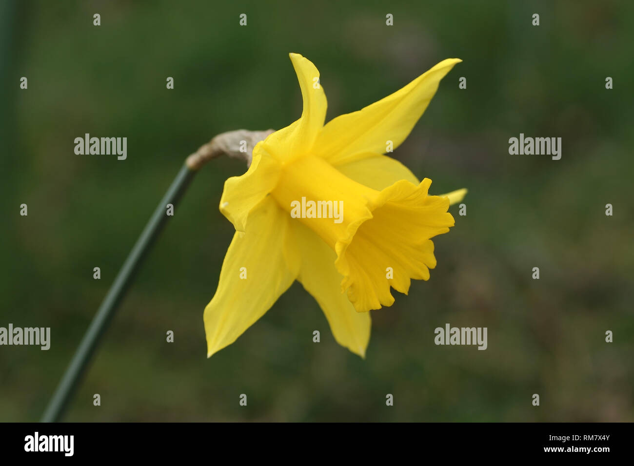Narcissus obvallaris (Tenby Daffodil) Stock Photo