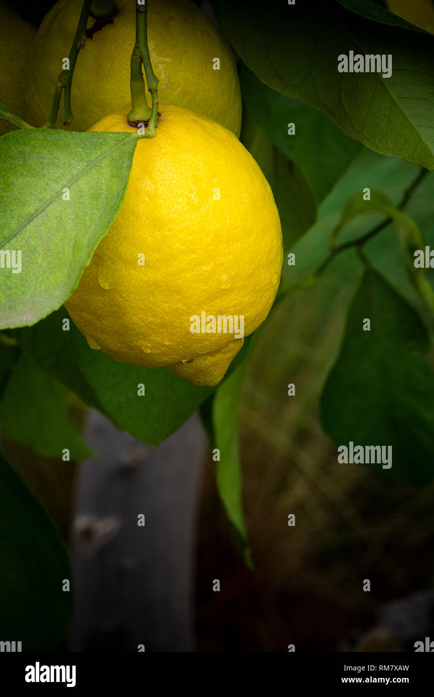 Ripe lemon on tree after light rainfall Stock Photo