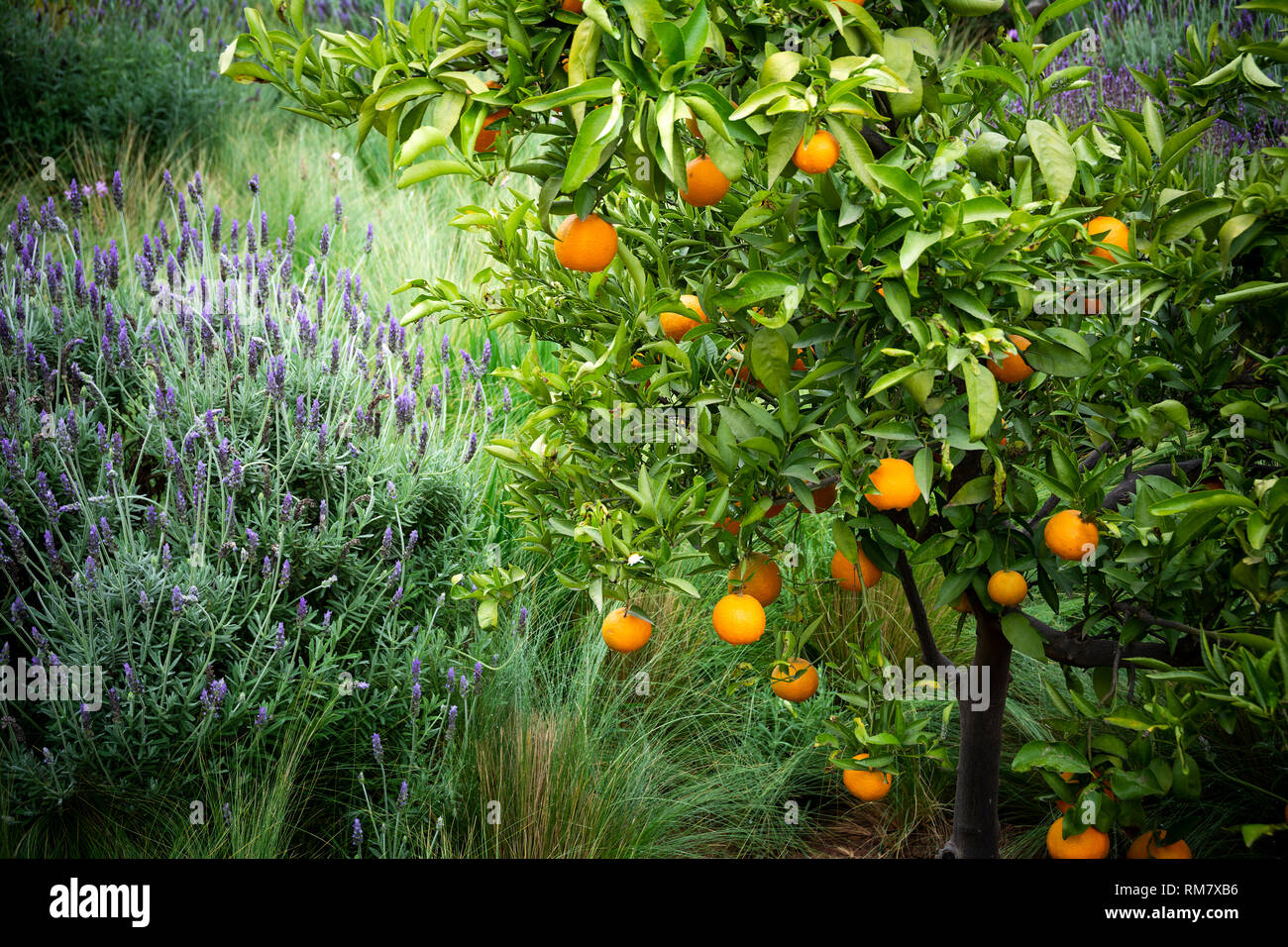 Oranges and lavender growing alongside each other in Morocco Stock Photo