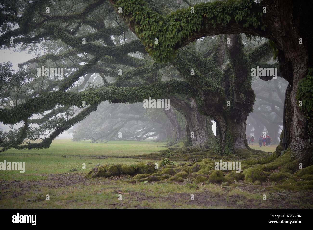 Old oak trees were covered with vines in dense fog. Oak Alley Plantation is a historic spot located on the west bank of the Mississippi River, U.S. Stock Photo