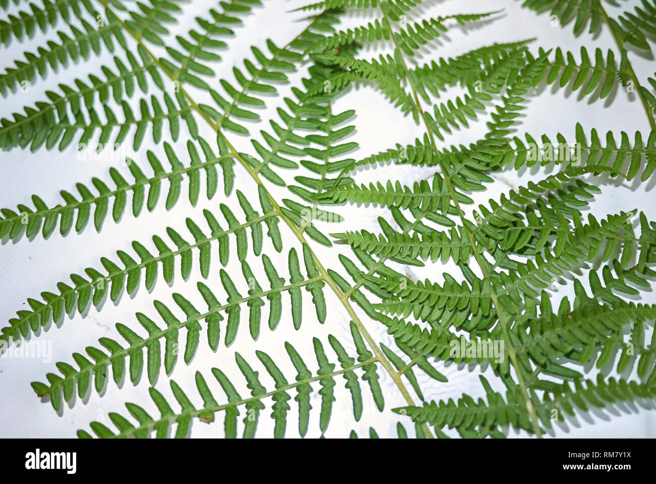 Athyrium filix-femina  fern leaves still life Stock Photo