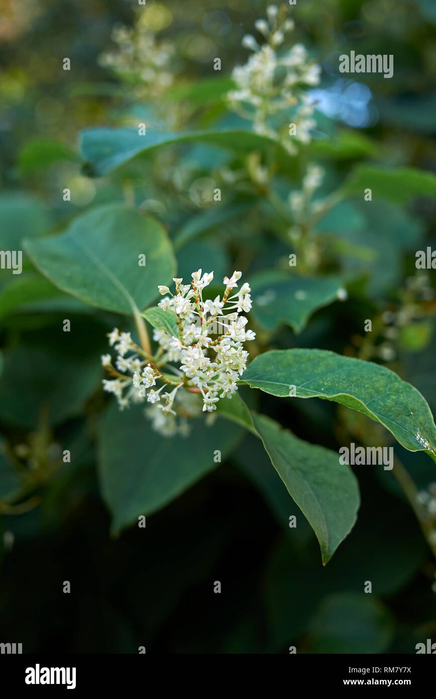 Fallopia vine plant Stock Photo - Alamy