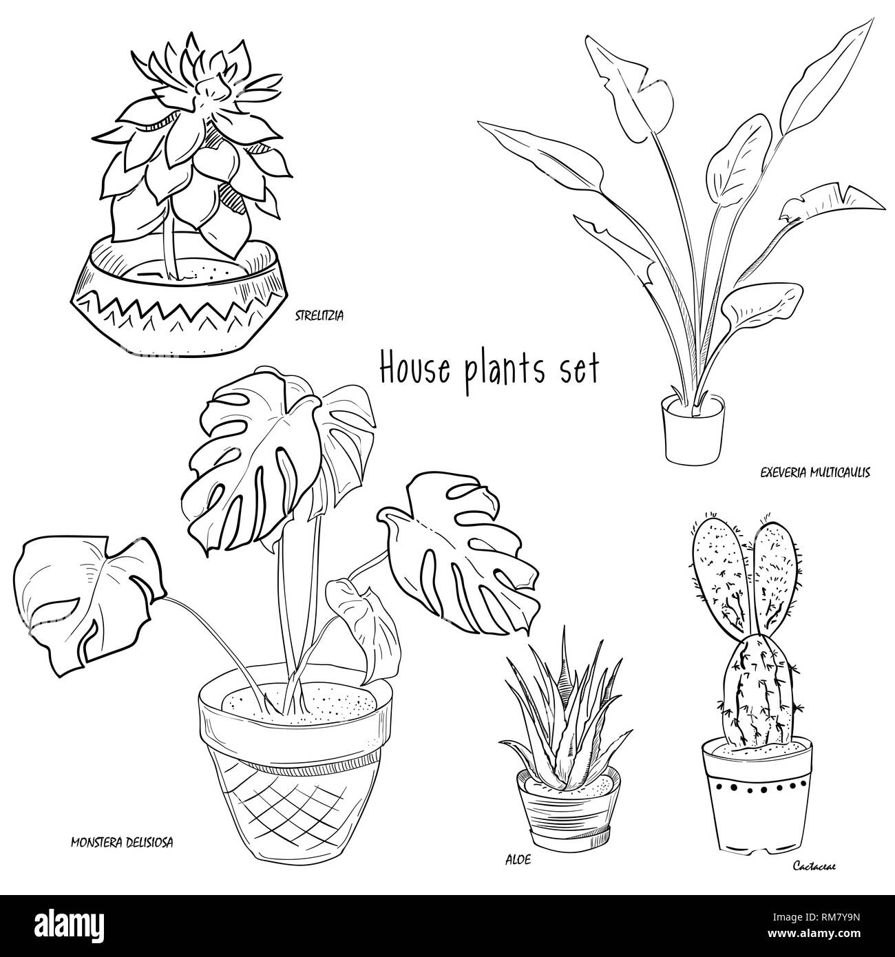 Plant Vectors  Illustrations for Free Download  Freepik