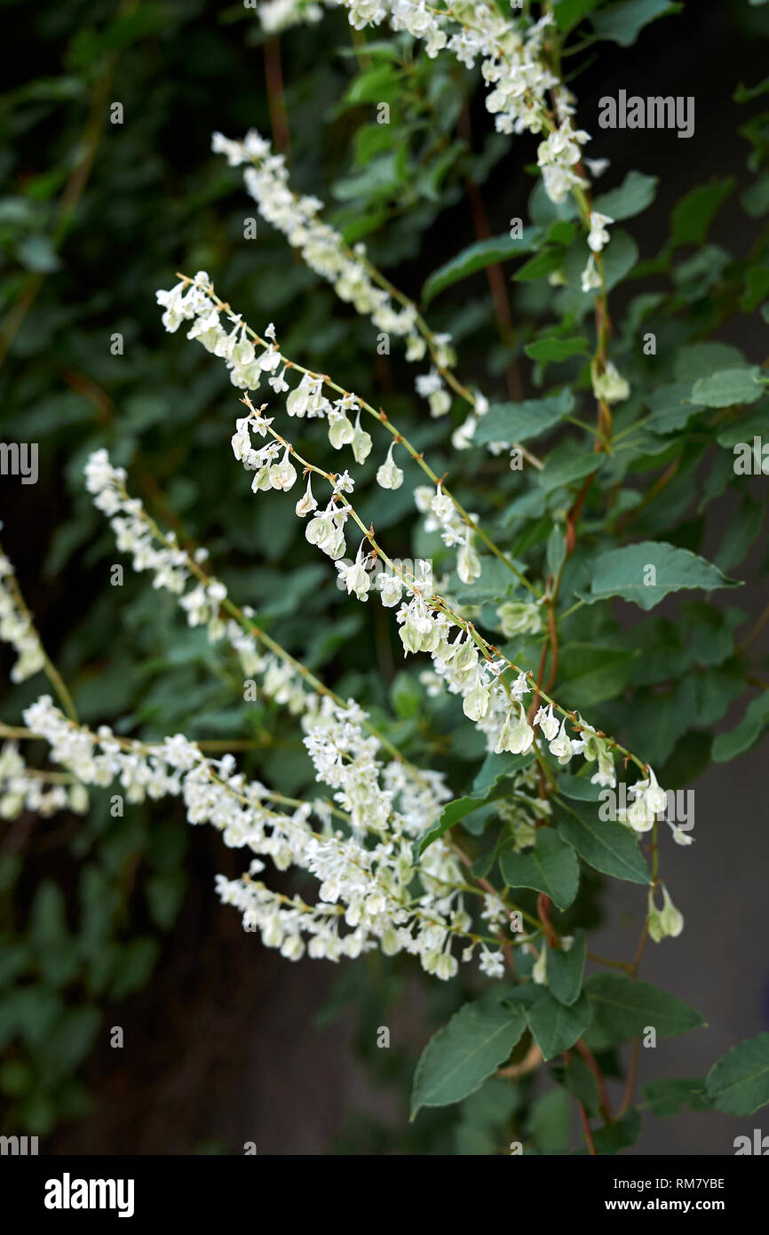 Fallopia Russian Vine High Resolution Stock Photography and Images - Alamy