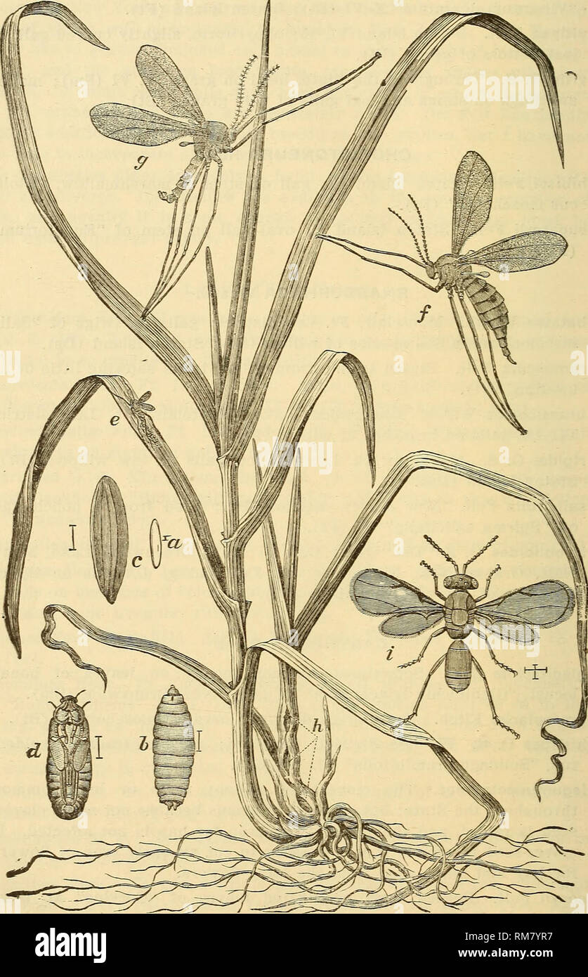 . Annual report, including a report of the insects of New Jersey, 1909. 728 REPORT OF NEW JERSEY STATE MUSEUM.. Fig. 297.—The Hessian fly, Mayetiola destructor: on the left a healthy stalk of wheat and on the right one infested at h by the &quot;fly,&quot; showing galls; a, egg; h, larva; c, flax- seed; d, pupa; all very much enlarged; e, fly ovipositing on leaf, natural size; f^ female; g, male fly, much enlarged; i, the parasite, Merisus destructor; also much enlarged.. Please note that these images are extracted from scanned page images that may have been digitally enhanced for readability  Stock Photo