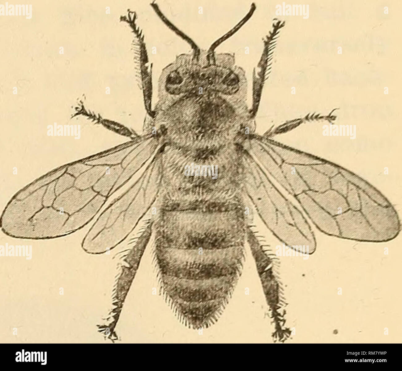 . Annual report, including a report of the insects of New Jersey, 1909. THE INSECTS OF NEW JERSEY. 699 BOMBIAS Rob. B. separatus Cress. Caldwell (Cr); Staten Island (Ds); Westville (Fox). B. auricomus Rob. Caldwell (Cr); West- ville (Fox). B. scutellaris Cress. Lucaston IX, 17, Brown's Mills IX, 9 (Dke); Anglesea Vin, 8 (Vk). APIS Linn. A. meljifera Linn, (mellifica) The com- mon or domesticated honey bee, found throughout the State all sea-. Fig. 291.—Honey bee worker, Apis mellifera.. Please note that these images are extracted from scanned page images that may have been digitally enhanced f Stock Photo
