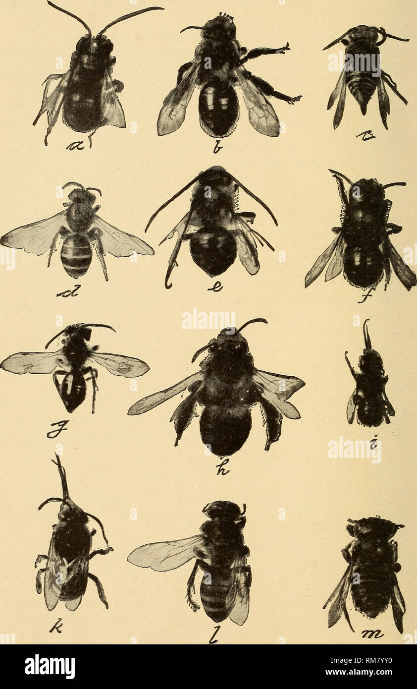 . Annual report, including a report of the insects of New Jersey, 1909. . Fig. 289.—A plate of bees, etc.: a, Melissodes bimaculata; h, Andrena vicina; c, Ccelioxys 8-dentata; d, Halictus ligatus; e, Tetralonia atriventris; f, Osmia rustica; g, Andrena erigenice; h, Melissodes nigripes; i, Megachila mendica; k, Xenoglossa pruinosa; I, Tachytes mandibularis; m, Megachila latimaniis; more than twice natural size.. Please note that these images are extracted from scanned page images that may have been digitally enhanced for readability - coloration and appearance of these illustrations may not pe Stock Photo