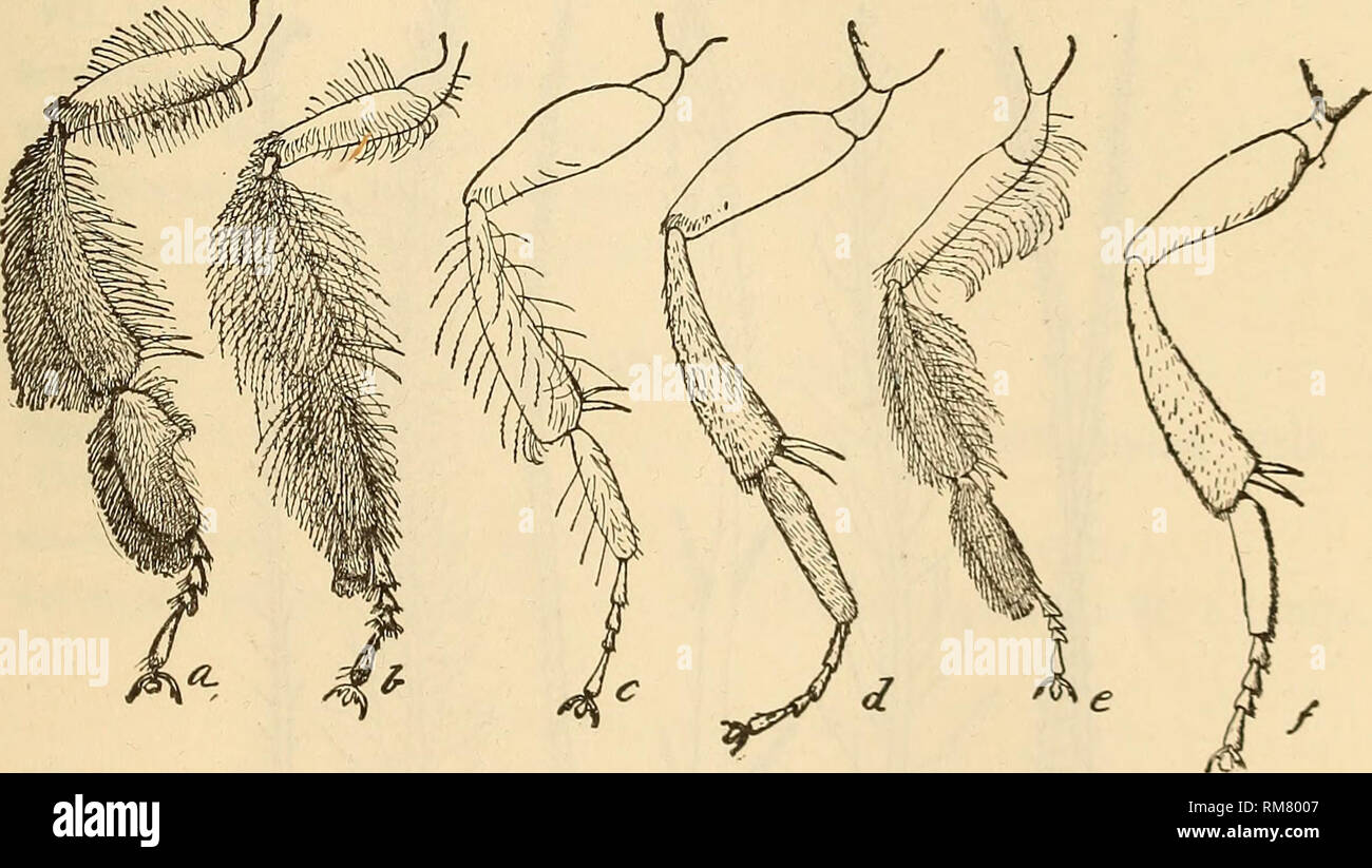 . Annual report, including a report of the insects of New Jersey, 1909. THE INSECTS. OE NEW JERSEY. 685 T. rubrocinctum Pack. Camden VII, 10 (Vk); Westville, Gloucester Co. VII, VIII (Cm); Manumuskin VI, 21 (Dke). T. tridentatum Pack. Recorded from New Jersey (Ashm). T. excavatum Smith. Staten Island (Ds); New Brunswick VII (Sm). T. bidentatum Fox. New Jersey probably. T. albitarse Fab. Del. Water Gap VII, 7 (Jn); Prospertown VI, 1 (Coll); Clementon VII, 27 (Vk); lona VII, 13, Manumuskin VIII, 17 (Dke). T. johnsoni Fox. Boonton VII (GG); Riverton VII, 15 (Jn), the type locality. T. projectum F Stock Photo