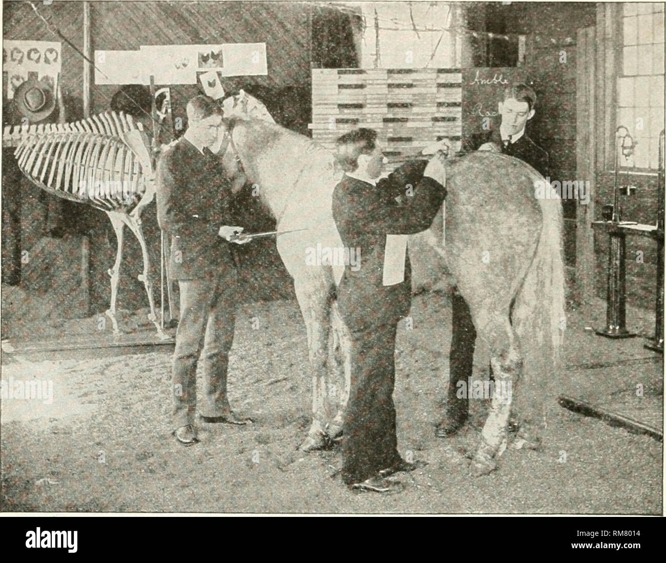 . Annual report of the New York State College of Agriculture at Cornell University and the Agricultural Experiment Station. New York State College of Agriculture; Cornell University. Agricultural Experiment Station; Agriculture -- New York (State). II76 Rural School Leaflet most used for this purpose, because it is the most noticeable, its length is easily obtained, and variations are more rare than in other parts. If the total length of the horse's head, from the tip of the Ups to the. Students measuring a horse top of the poll, is compared with the body of a well-formed horse, it will be fou Stock Photo