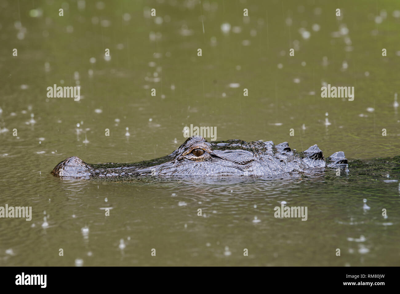 American Alligator in wild Stock Photo