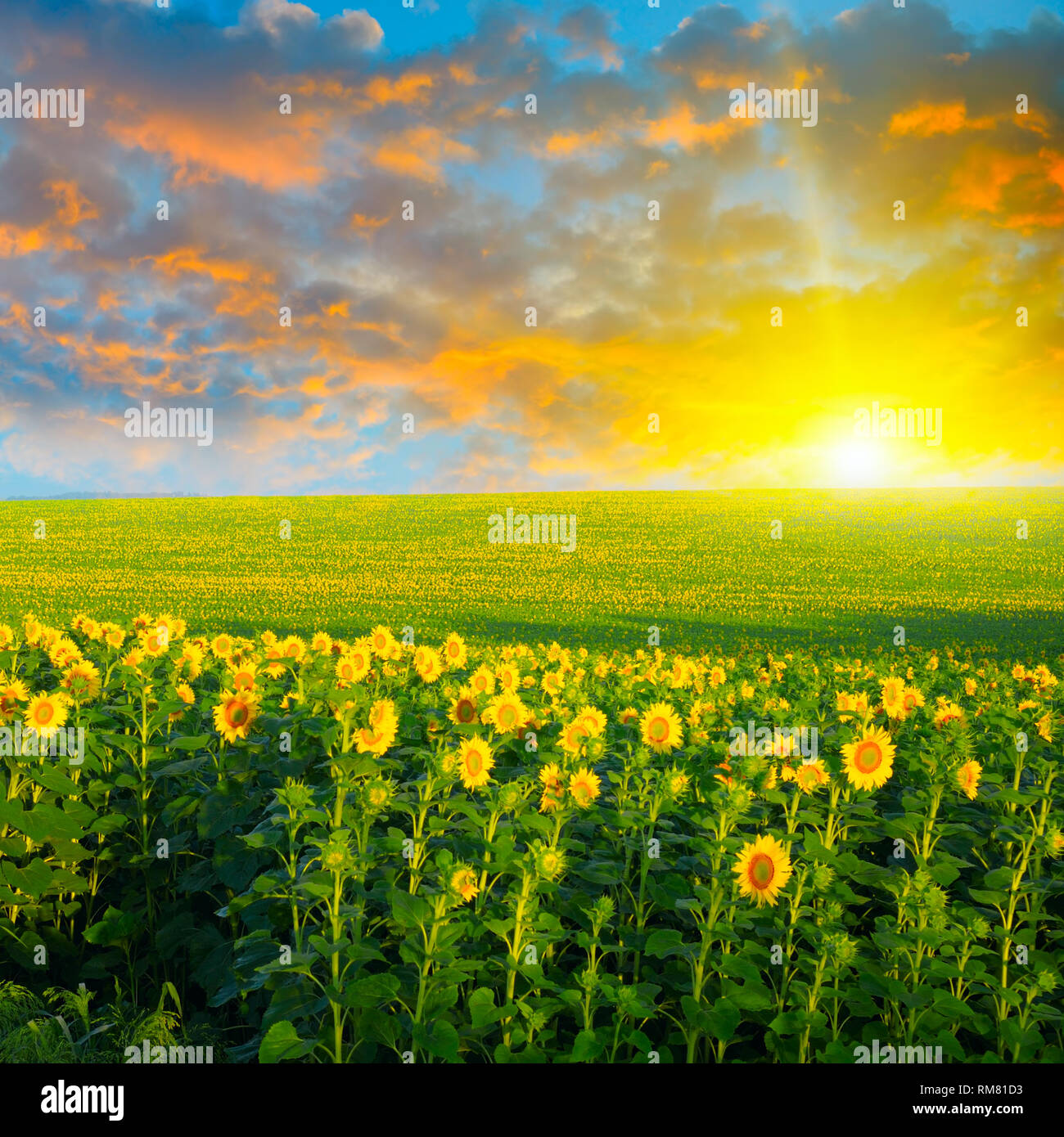 field of sunflowers and sunrise Stock Photo - Alamy