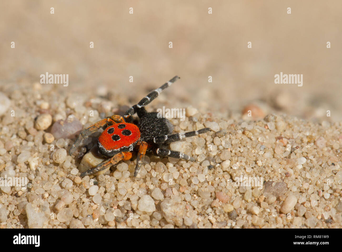The Ladybird spider Eresus kollari in defence position Stock Photo