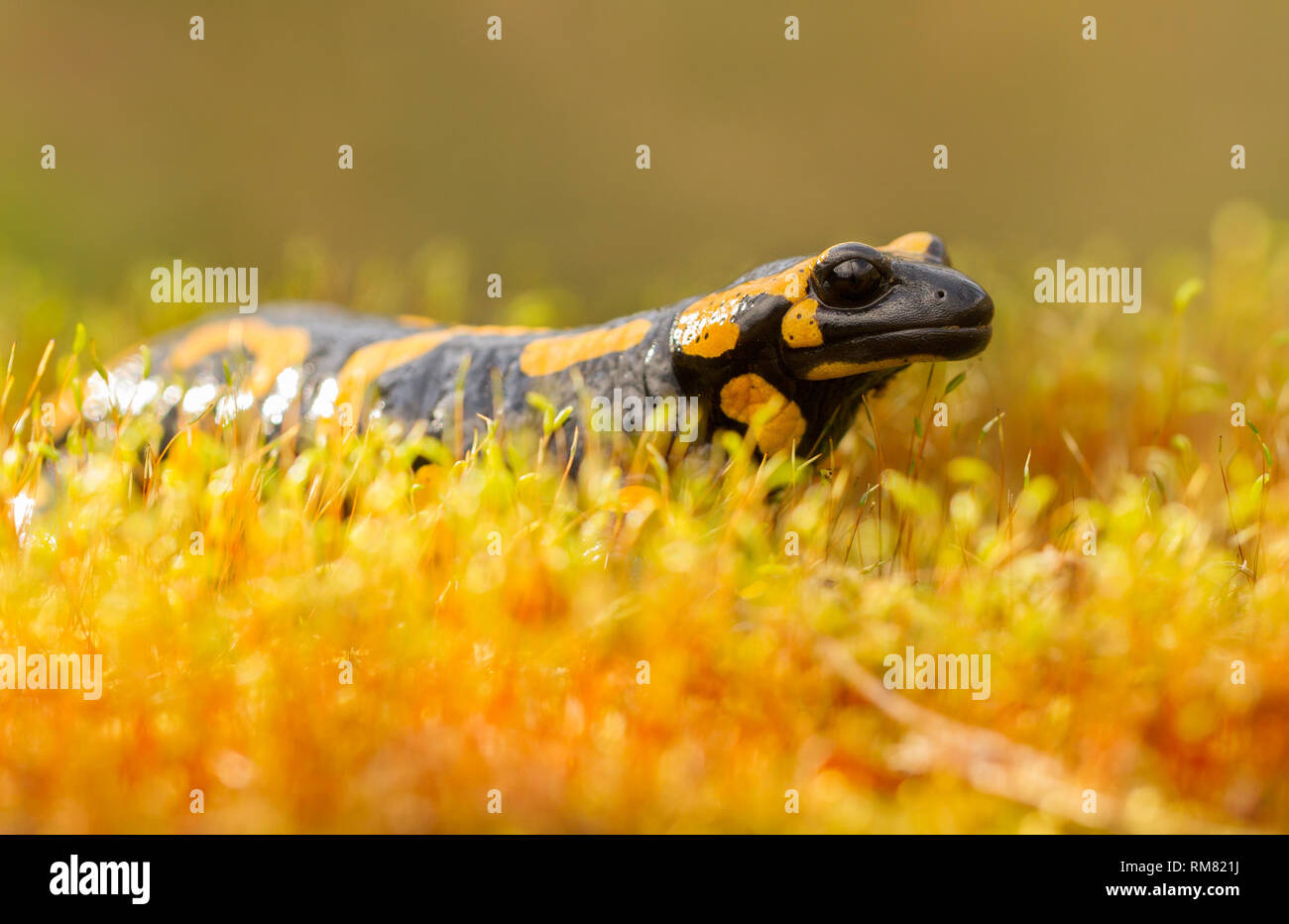 The fire salamander Salamandra salamandra in Czech Republic Stock Photo