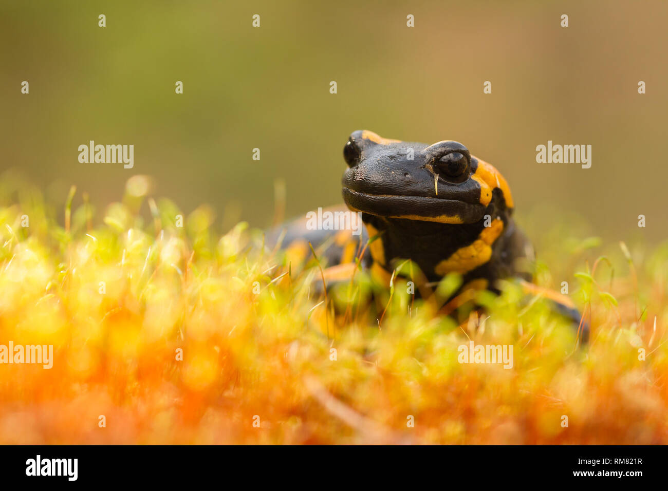 The fire salamander Salamandra salamandra in Czech Republic Stock Photo