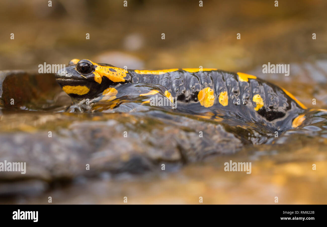 The fire salamander Salamandra salamandra in Czech Republic Stock Photo