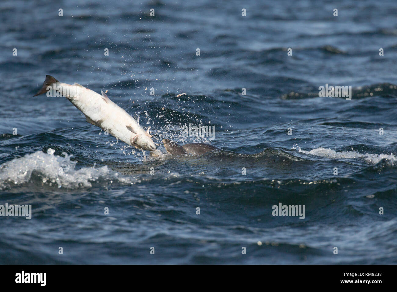 Bottlenose dolphin (Tursiops truncatus) eating a salmon in the Moray Firth, Chanonry Point, Scotland, UK Stock Photo