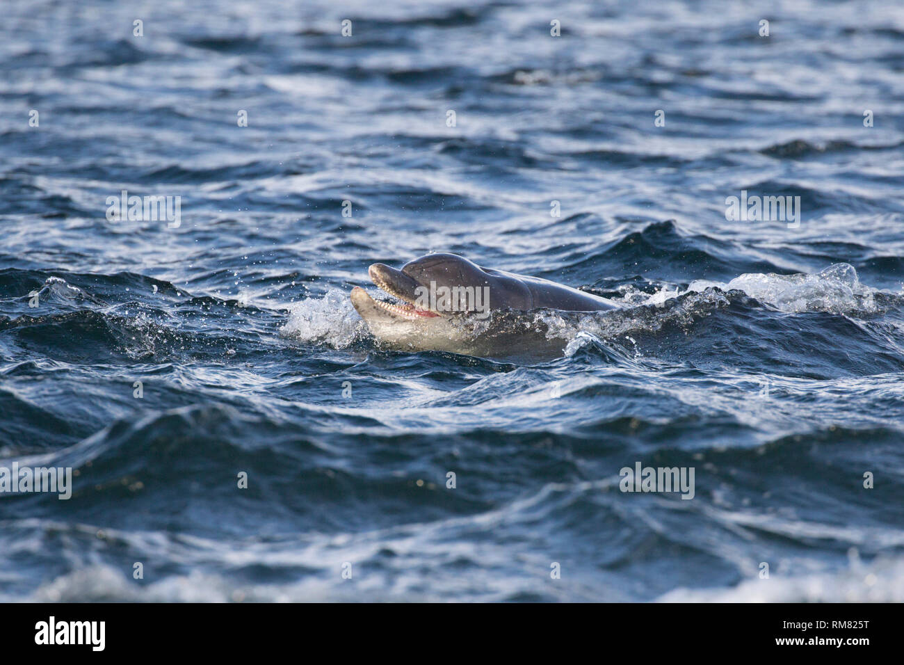 Bottlenose dolphin (Tursiops truncatus) eating a salmon in the Moray Firth, Chanonry Point, Scotland, UK Stock Photo