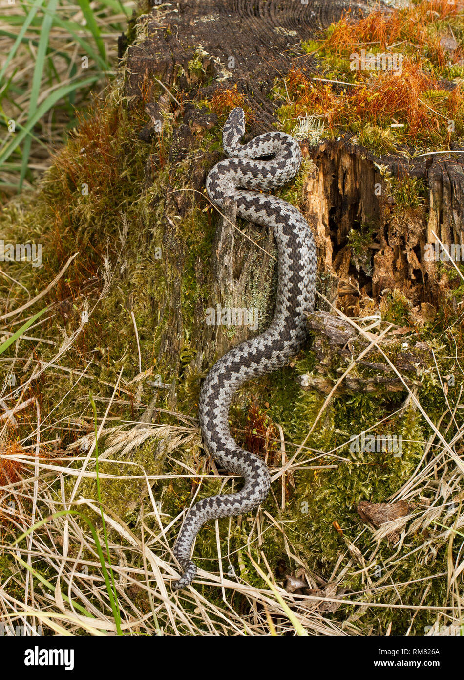 European viper Vipera berus in Czech Repblic Stock Photo