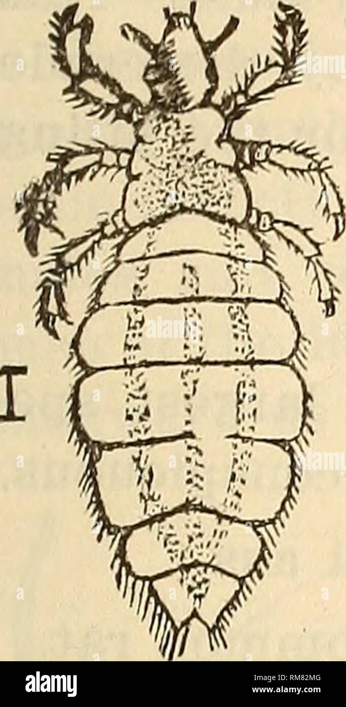 Annual report, including a report of the insects of New Jersey, 1909. Order  PARASITICA. Under this head come the sucking lice, which are parasitic on  warm- blooded animals other than birds.