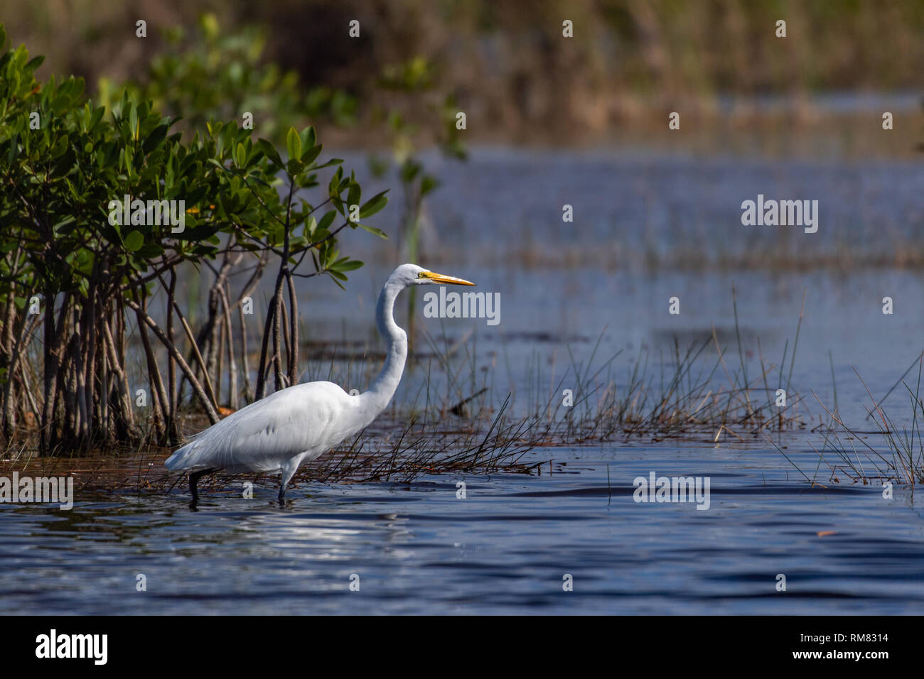 Great WHite Egret standing in water looking for food Stock Photo