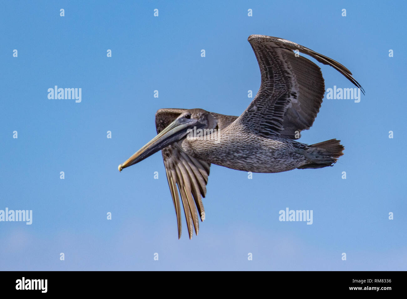 Pelican in flight Stock Photo