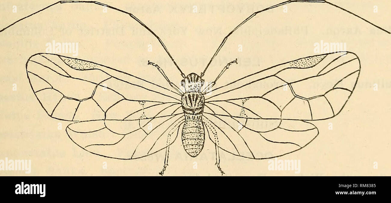 Frail Insect Frail Houses High Resolution Stock Photography and Images - Alamy