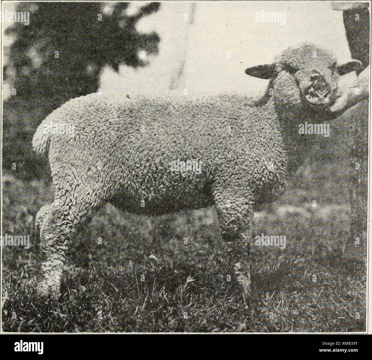 Number On Sheep Stock Photos Number On Sheep Stock Images Page
