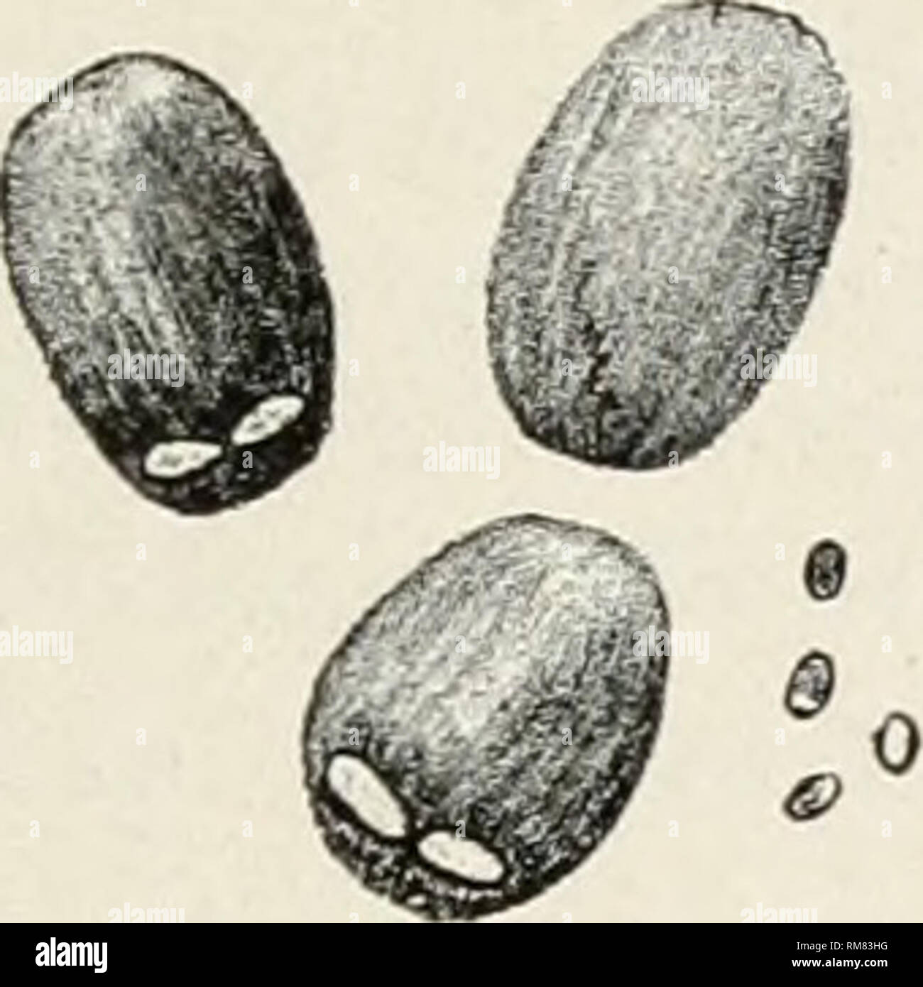 . Annual report of the Missouri State Board of Agriculture. Missouri. State Board of Agriculture; Agriculture -- Missouri. Testing Farm Seeds. 365 The smaller broad-leaved plantain seeds (fig. 21, d) are similar to those of rat-tail plantain (fig. 18, 1), but are smaller, greenish or brown, the surface Slaving slender, wavy dark lines; common in poorly cleaned clover and grass seed. Bracted plantain seeds (fig. 21, e) are similar to those of buckhorn (fig. a8, m), but they are broader, dull reddish-brown, and the broad groove on one. Please note that these images are extracted from scanned pag Stock Photo