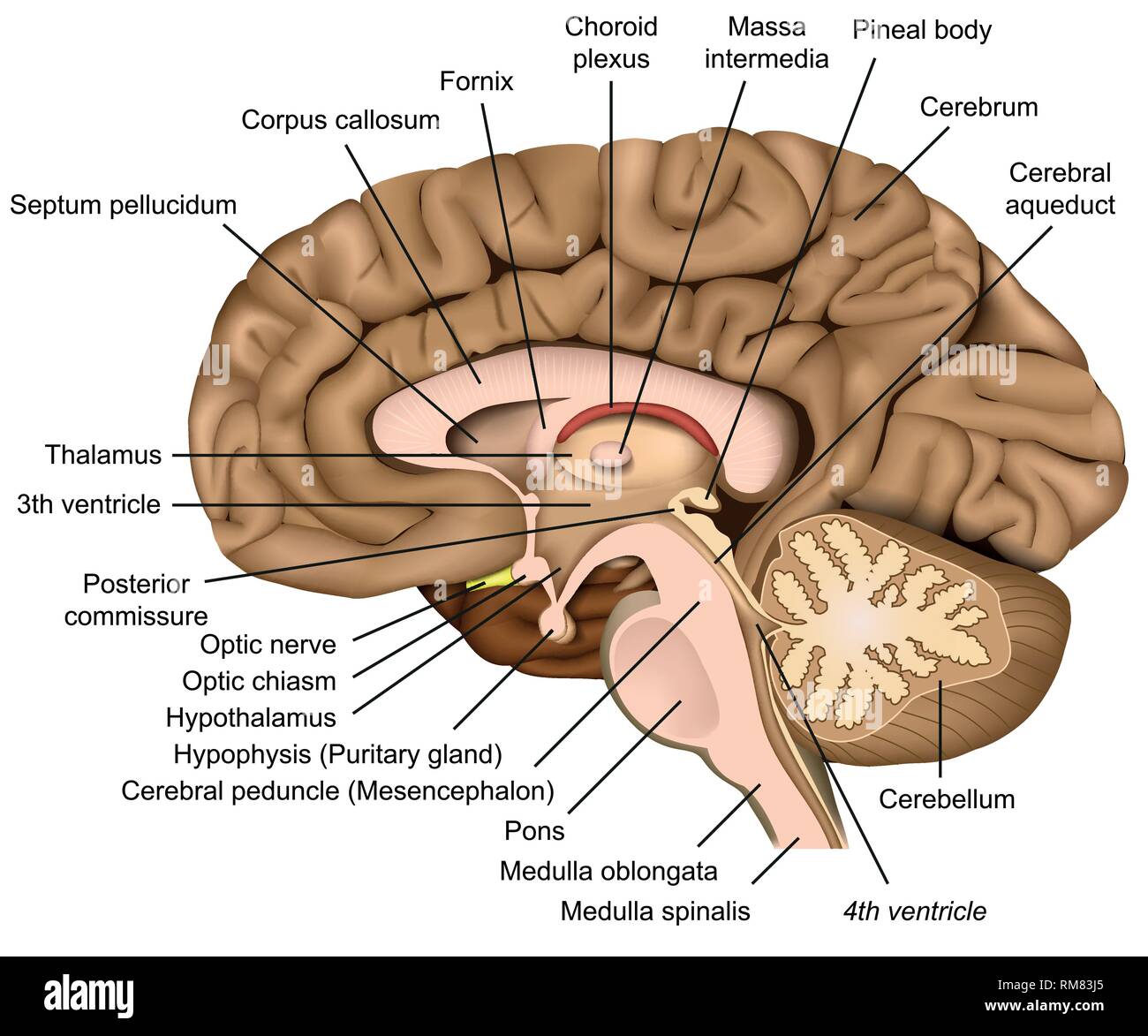 Human brain anatomy 3d vector illustration on white background Stock Vector