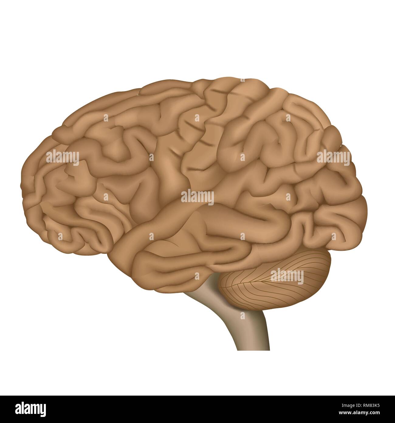 Human brain anatomy 3d vector illustration on white background Stock Vector