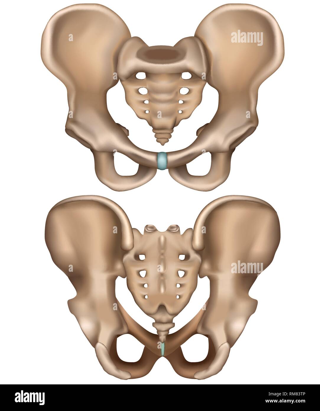 Pelvis hip illustration front and rear view  isolated on white background Stock Vector