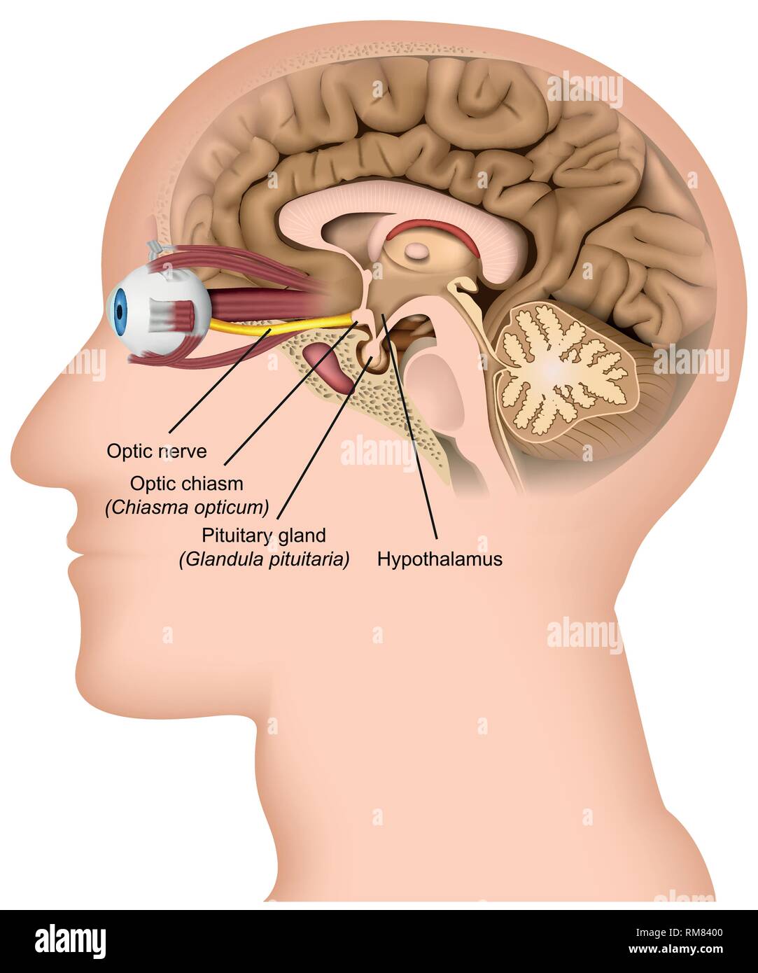 Optic nerve anatomy 3d medical vector illustration on white background Stock Vector