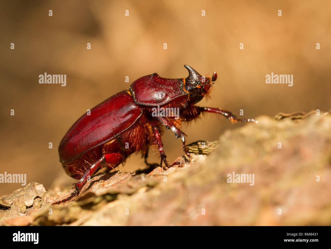 European rhinoceros beetle Oryctes nasicornis female in Czech Republic Stock Photo