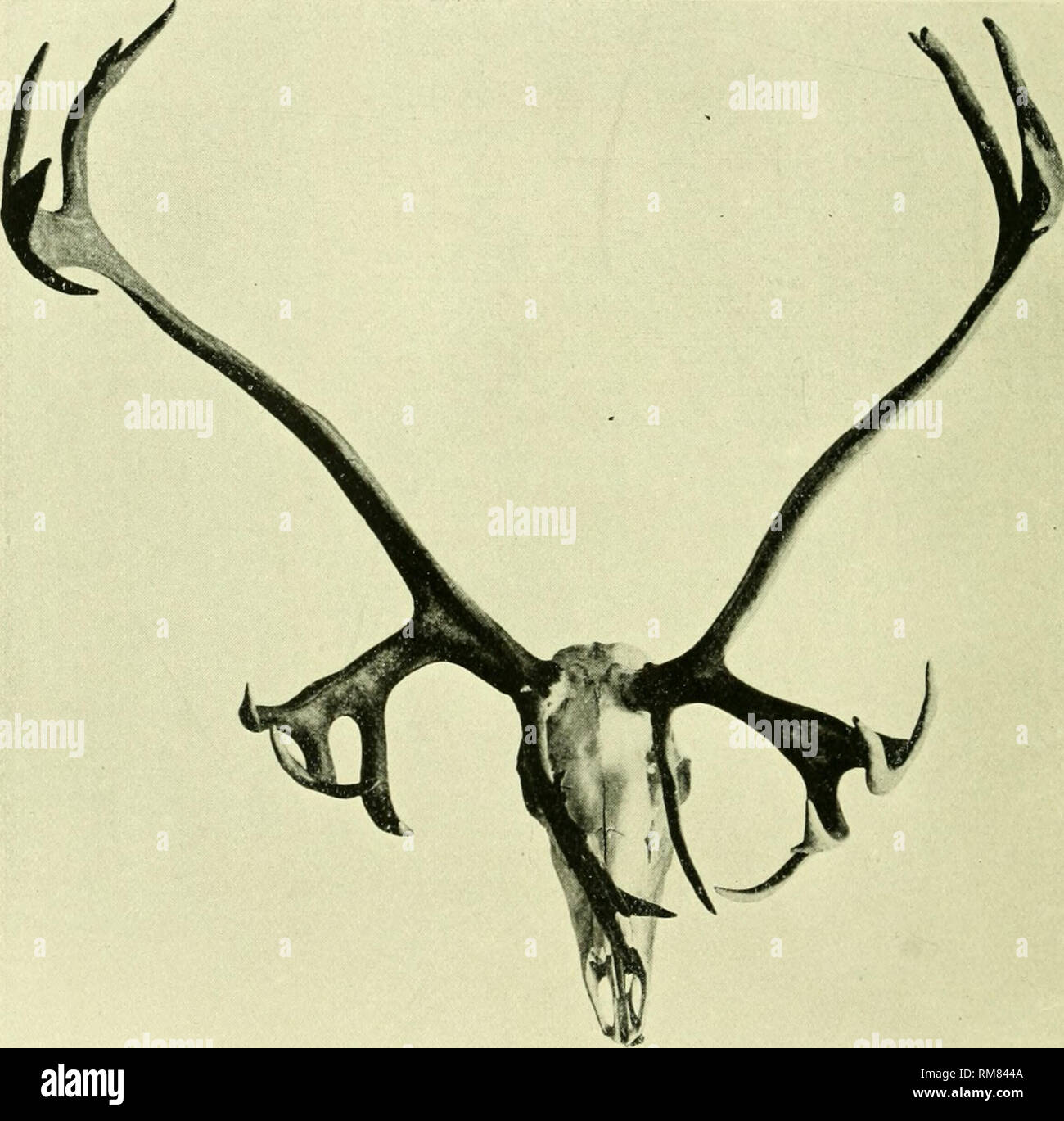 Grants caribou hires stock photography and images Alamy